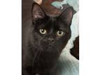 Adopt Maple (gets adopted with Coco Puff) a Domestic Short Hair