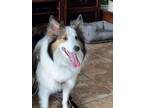 Adopt Leo a Shetland Sheepdog / Sheltie