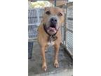 Adopt Elroy a Pit Bull Terrier