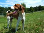 Adopt Buddy a English Coonhound