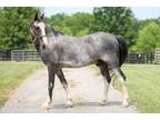 Adopt The Sports Finale a Tennessee Walker