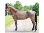 Adopt Woodford Reserve a Paso Fino, Gaited