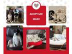 Adopt Maxx (FL) a English Pointer
