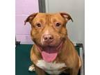Adopt Rufus a American Staffordshire Terrier