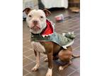 Adopt Hero a Boston Terrier, American Staffordshire Terrier