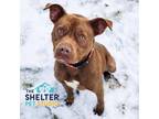Adopt Kellogg A-3 AVAILABLE a Pit Bull Terrier