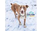 Adopt Zypp H-4 AVAILABLE a American Staffordshire Terrier