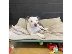 Adopt Wally a American Staffordshire Terrier, Husky