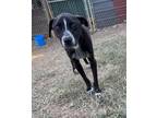 Adopt Gordon a Pointer, Pit Bull Terrier