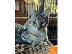 Adopt Hoss a Tabby