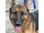 Adopt Captain - Local May 3-5 a German Shepherd Dog