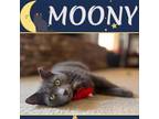 Adopt Moony - Fee Sponsored! a Domestic Short Hair