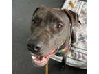 Adopt Logan - AVAILABLE a Pit Bull Terrier