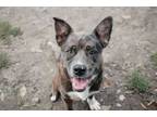 Adopt Ranger a Catahoula Leopard Dog