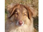 Adopt Storm a Australian Shepherd, Mixed Breed