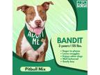 Adopt Bandit a Pit Bull Terrier, Vizsla