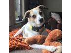 Adopt -Fred in Maine a Beagle