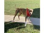Adopt Quavo a Pit Bull Terrier, Hound