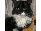 Adopt Tuxie a Norwegian Forest Cat, Domestic Short Hair