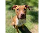 Adopt Loki (Handsome & Fun!) a Pit Bull Terrier