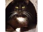 Adopt Danny a Domestic Medium Hair