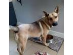 Adopt Buck a German Shepherd Dog