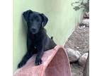 Adopt Pablo a Labrador Retriever