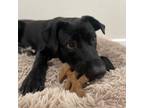 Adopt Beau a Black Labrador Retriever