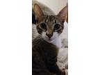 Adopt Miso a Domestic Short Hair