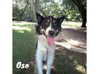 Adopt Oso (bonded with Chico) a Collie