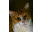 Adopt Pumpkin a Domestic Short Hair, Tabby