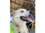 Adopt Sebastian Just a ball of love a Great Pyrenees, Husky