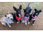 Adopt Adorable terrier Lab mix puppies females, 5 months old, Chantel, Natalie