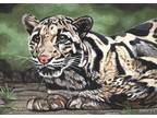 Original Acrylic Painting Clouded Leopard Wildlife Art 5x7 Parry Johnson 47923