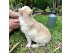 French Bulldog Puppy for sale in Tamarac, FL, USA