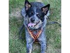 Adopt Haus a Gray/Silver/Salt & Pepper - with Black Australian Cattle Dog /