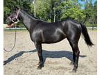 Registered standardbred mare