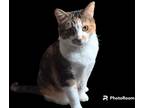 Adopt Eeve a Calico or Dilute Calico Domestic Shorthair (short coat) cat in