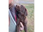 Adopt Rennie a Brown/Chocolate Labrador Retriever / Mixed dog in Silverton