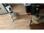 Adopt Cashew a White Dogo Argentino / Mixed dog in Benicia, CA (37017400)