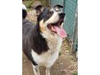 Adopt Lola a Black German Shepherd Dog / Australian Cattle Dog / Mixed dog in