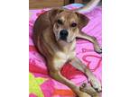 Adopt Dillon a Tan/Yellow/Fawn Labrador Retriever / Mixed dog in Ashland