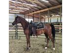 3 year old Registered Purebred Arabian Gelding Bay