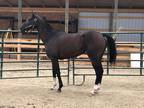 4 year old Registered Thoroughbred Mare