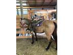 SOLD-Beautiful 2 year old Buckskin Quarter Horse
