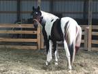 SOLD-6 year old Gaited Paint Mare