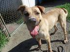 Adopt Dallas a Tan/Yellow/Fawn Shepherd (Unknown Type) / Mixed dog in Worcester