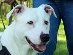Adopt Ghost a White Pit Bull Terrier / Mixed dog in Osgood, IN (34660308)