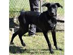 Adopt Salem a Black Labrador Retriever / Weimaraner / Mixed dog in Madison