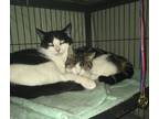 Adopt Nancy bonded with Brandon a Gray, Blue or Silver Tabby Domestic Shorthair